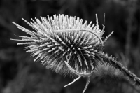 Eisblumen auf Distel
