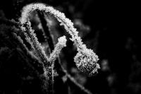 Winterliche Eleganz: Eisblume im Detail