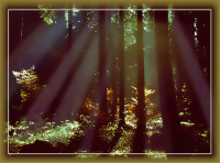 ebersberger-forst-019-rh-wald-03