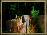 ebersberger-forst-039-rh-wald-04