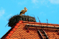 Unser Storch