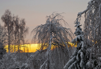 24-morgens