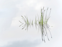 Graeser-im-Wasser-2