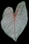 image04