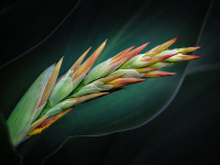 rp-19-knospen-01