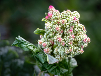 RP_B1-Links_DSC6-06294_LP_mBel