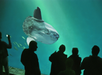 akquarium-01_Walter_Schneider_-_Ocean_Sunfish