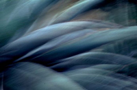 image31