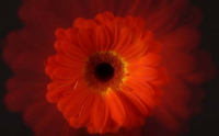 image37