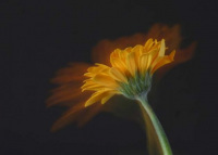 image38