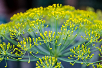 Walter Schneider, Fenchel