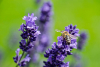 Walter Schneider, Lavendel für Biene