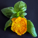 Annegret Kawan, Basilikum ?