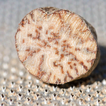 Walter Schneider, Muskatnuss