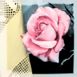Günther Keil, Colorierte Rose