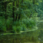 25-walterSch-02-1_1DSC_0404_Klostersee 2008-06-15