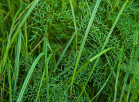 26-walterSch-04-1_3DSC_0402_GruenamKlostersee 2008-06-15