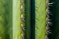 28-guenther-03-a77_DSC0142