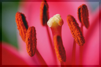 38-fessie-07-mittenimherz