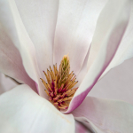 42-walterSch-15-3_3_DSC5042_3_Magnolie