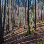 48-walterSch-20-4_1DSC_0314_Aussichtsturm