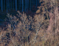 49-walterSch-21-4_2DSC_0335_2_vordunklemForst