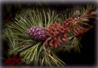image05