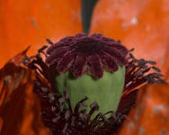 image10