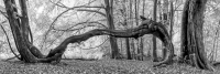 Baeume-2-900px