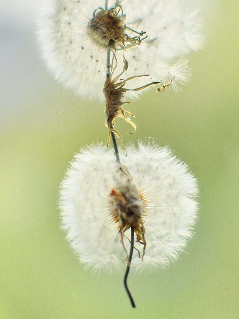 Löwenzahn auf Draht