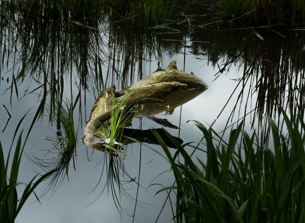 Wurzel-Frosch