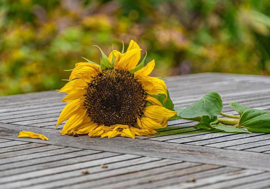 verwelkte Sonnenblume