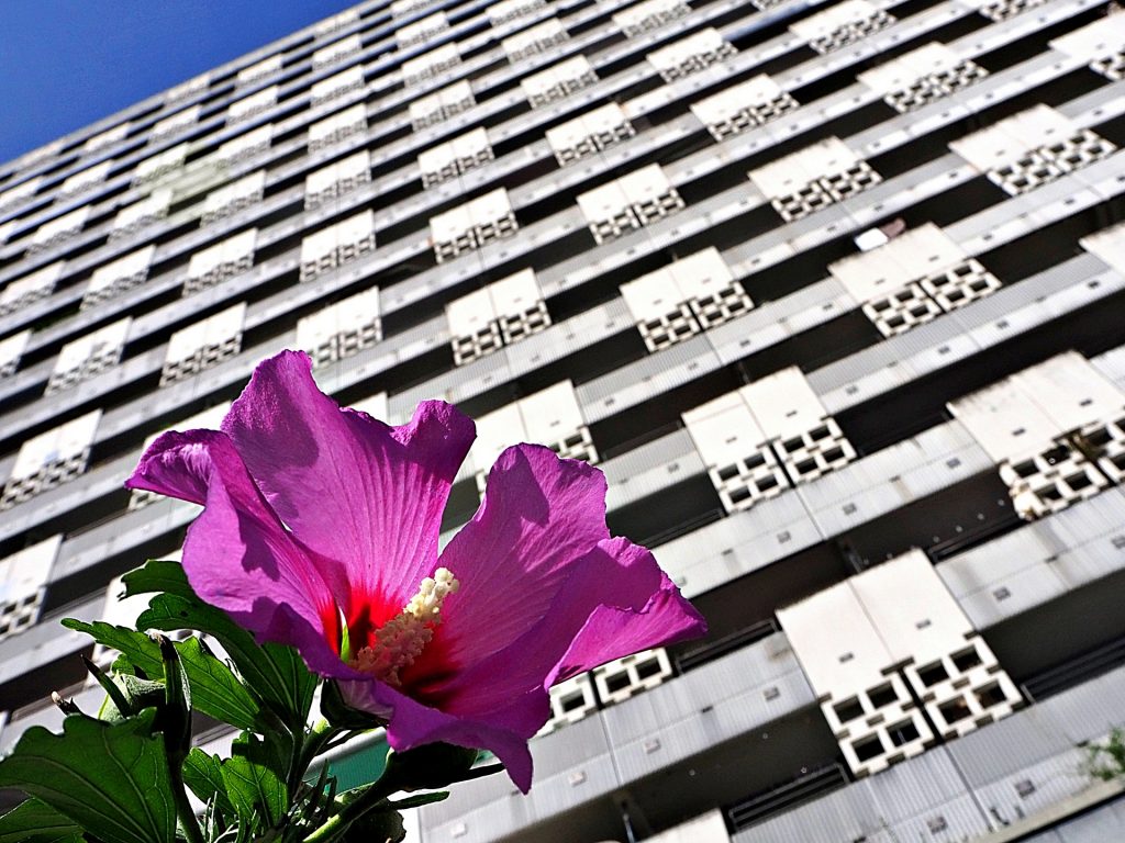 Blume vor weißen Beton