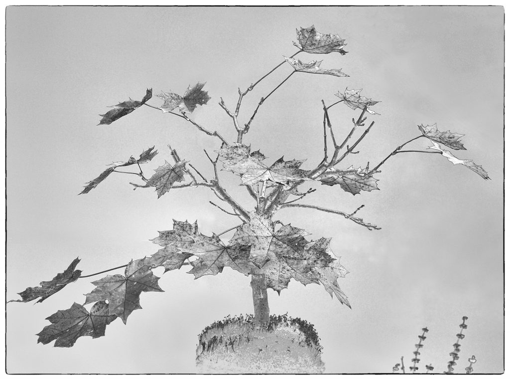 Bonsai