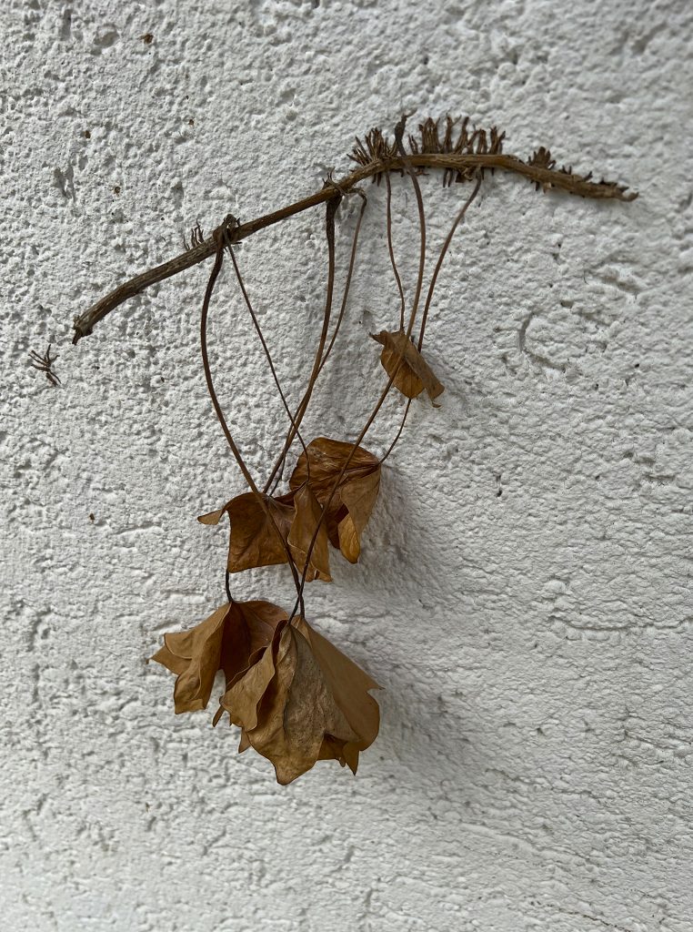 Efeureste an Hausmauer