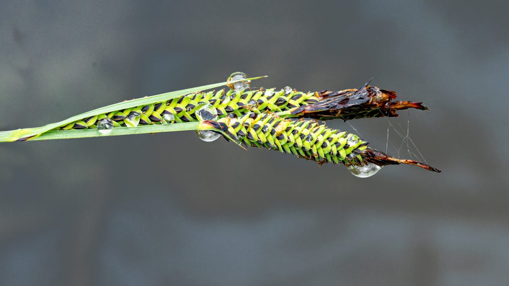 Wiesensegge mit Tautropen