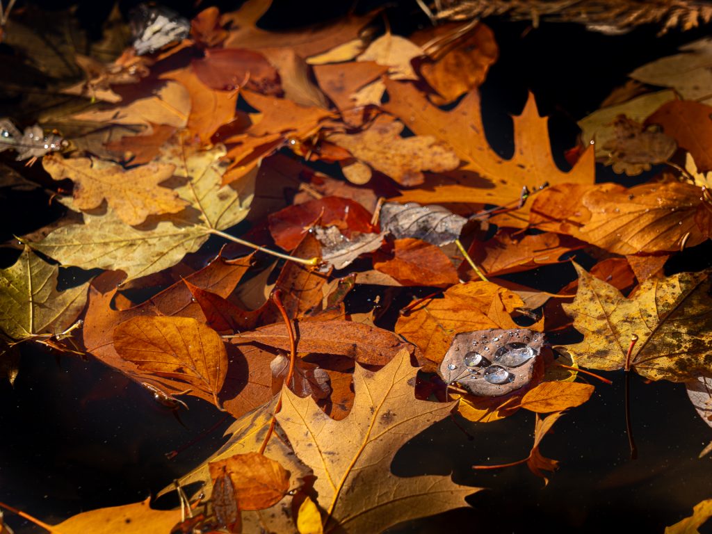 Herbstlaub mit Wassertropfen