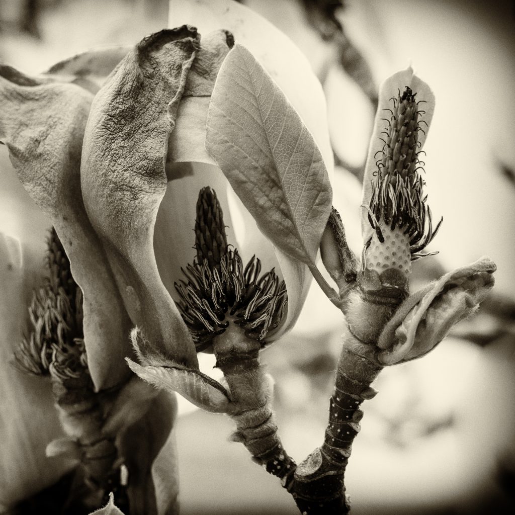 Magnolienblüten