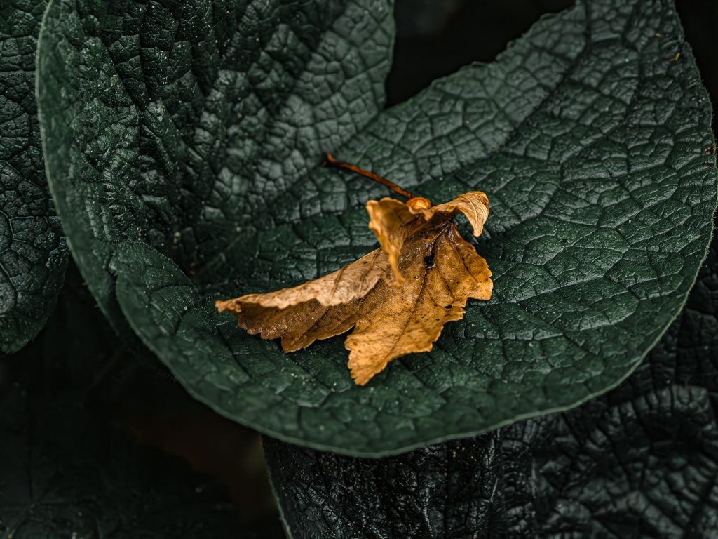 Auf der Landesgartenschau