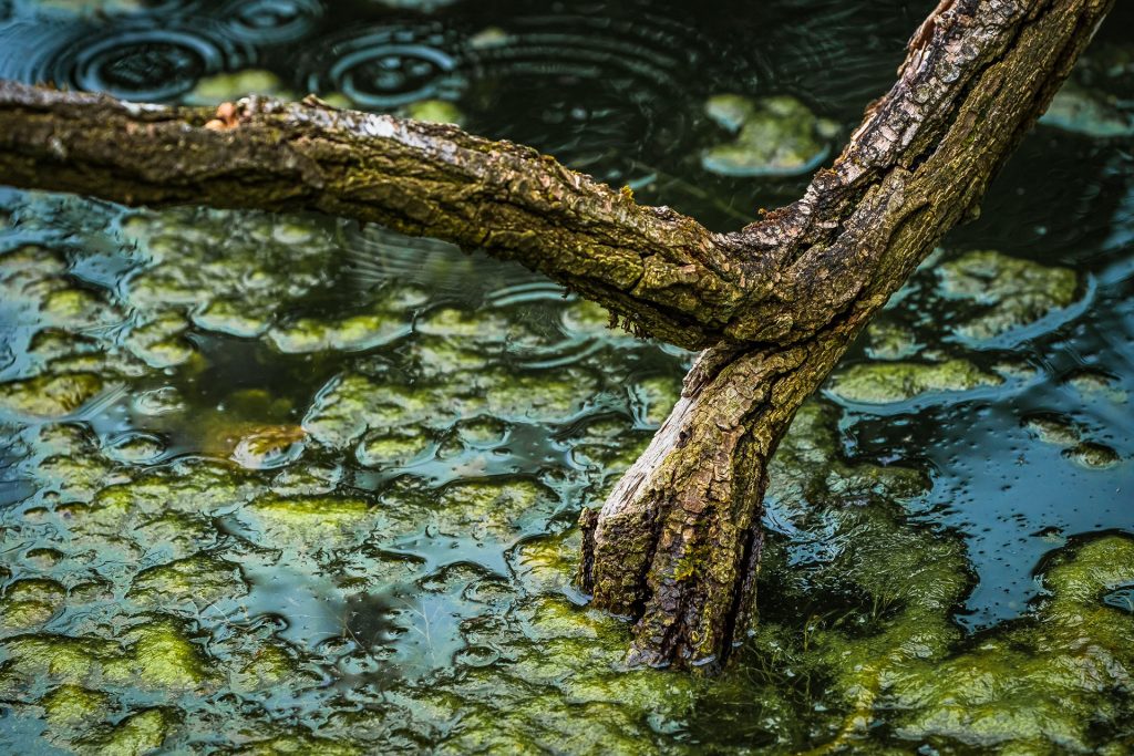 Im Botanischen Garten
