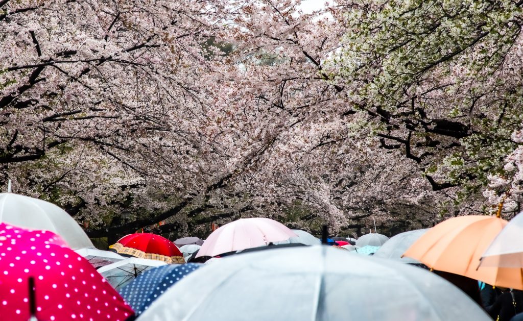 Sakura
