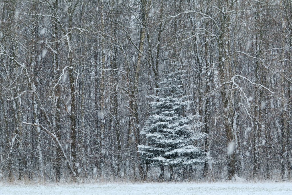 Schneefall