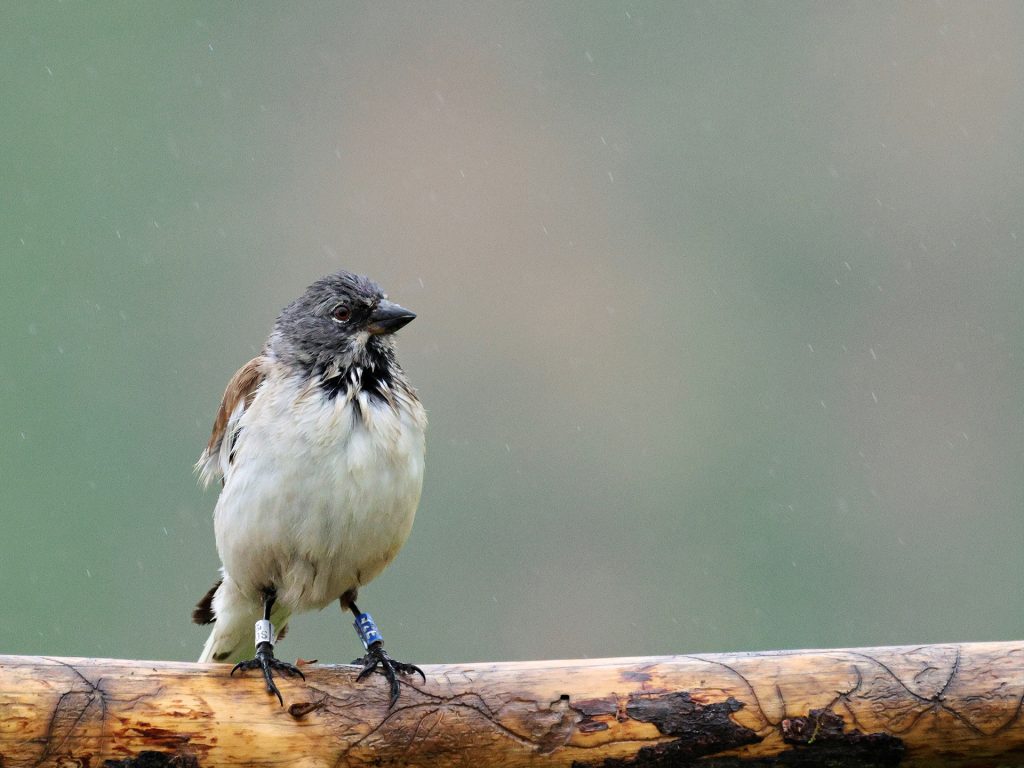 Schneesperling im Regen