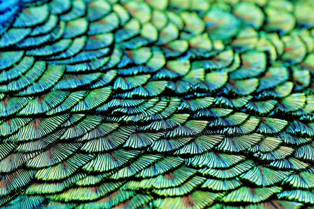 Pfau-Federn