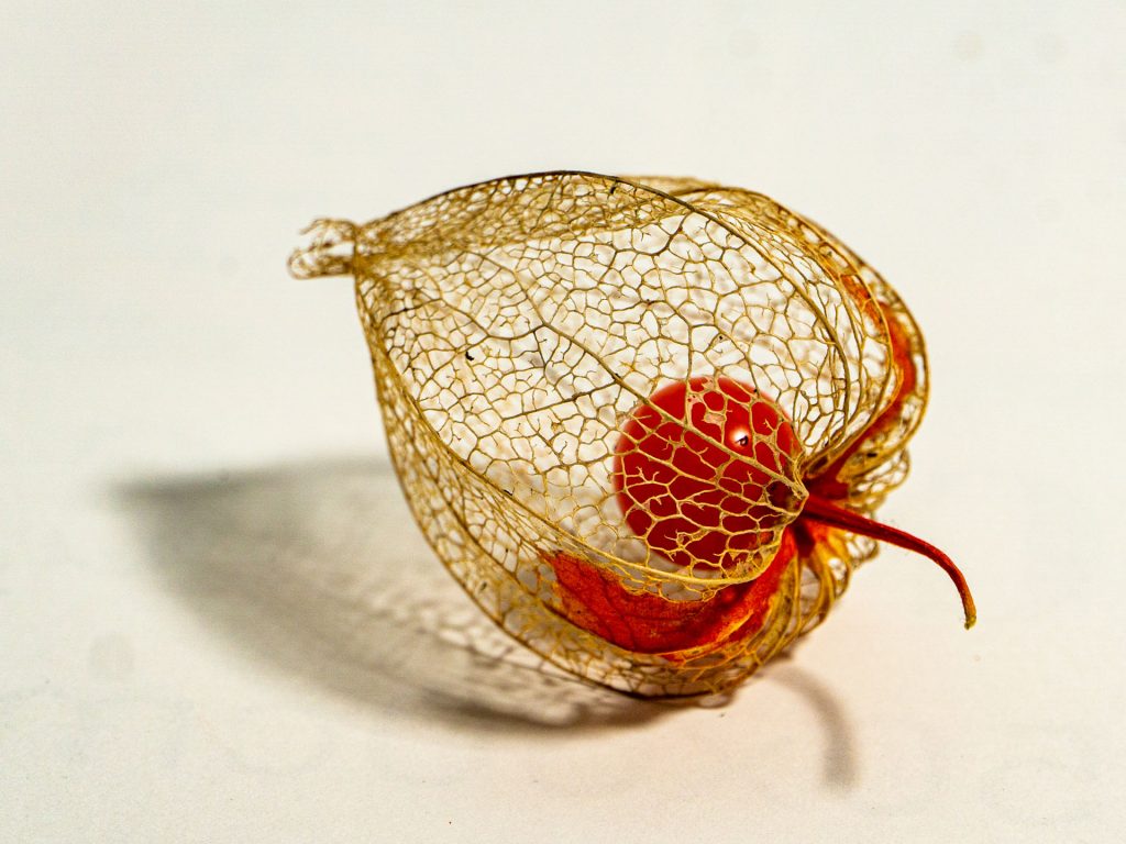 Physalis