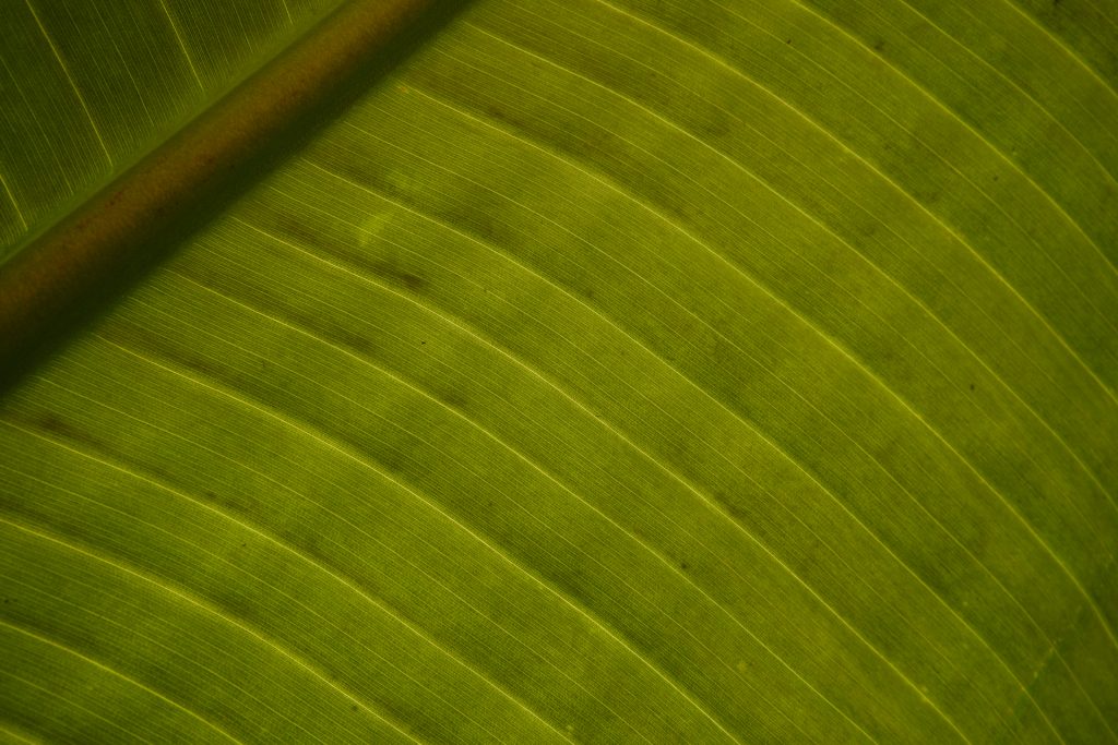 Palme