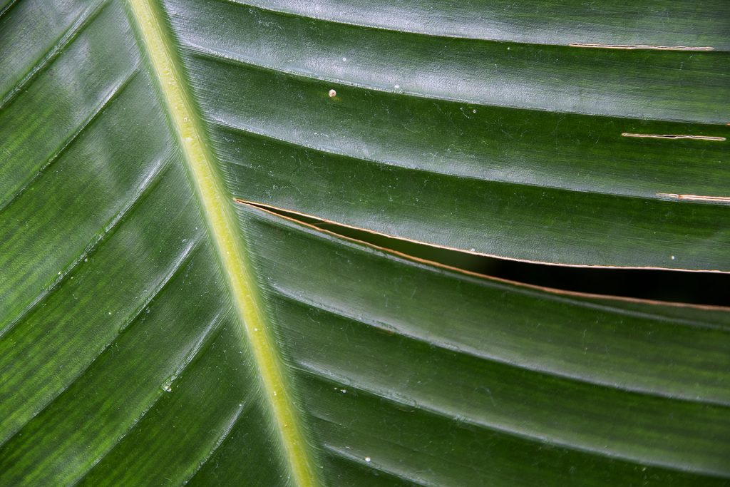 angerissenes Palmblatt