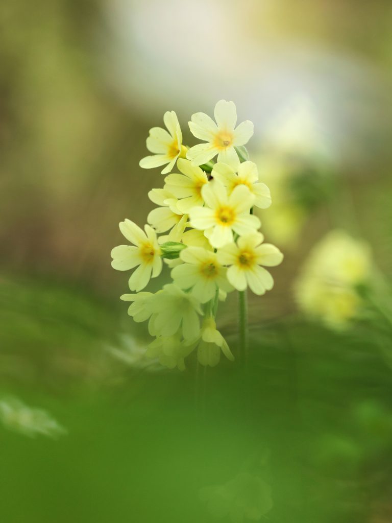 Schlüsselblumen