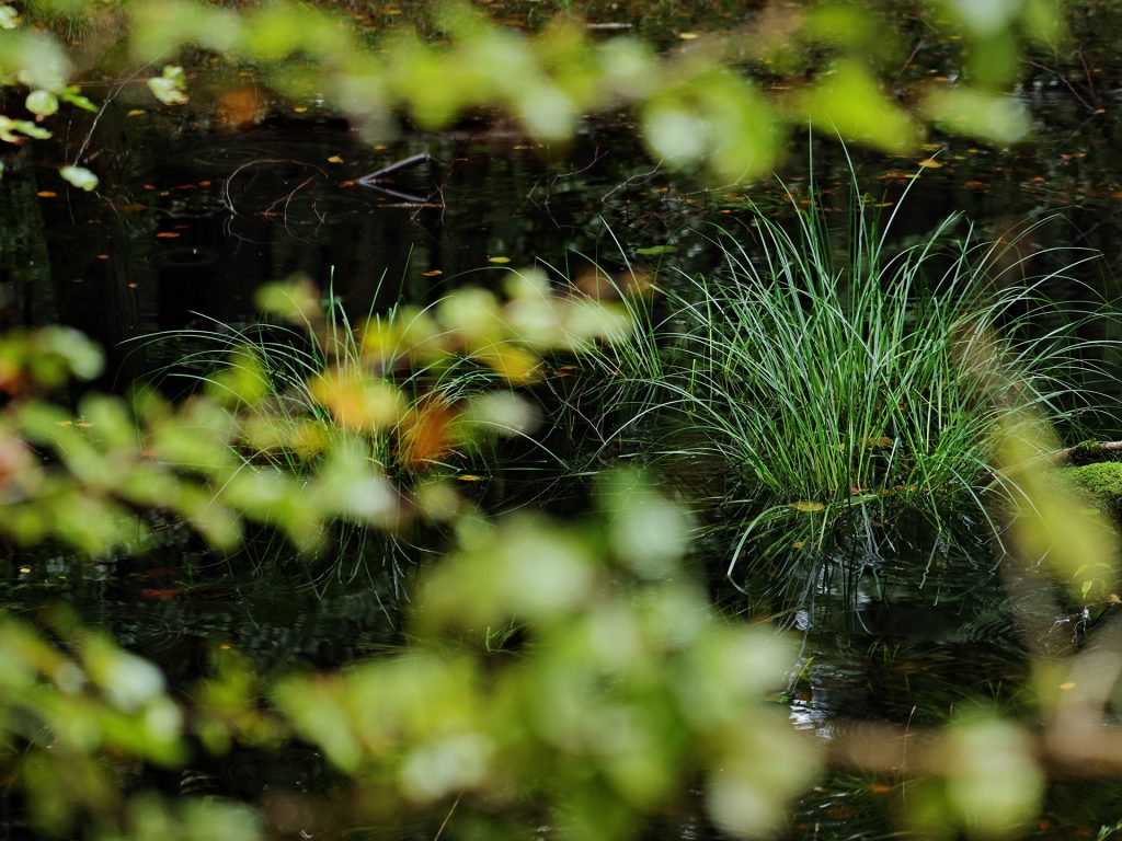Waldteich
