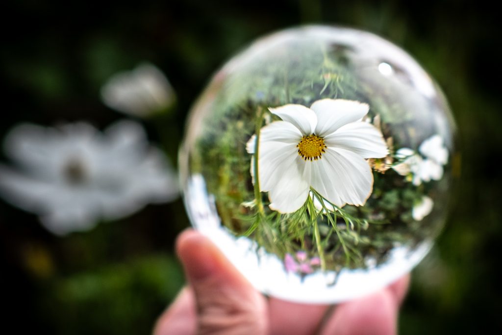 Cosmea in der Kugel